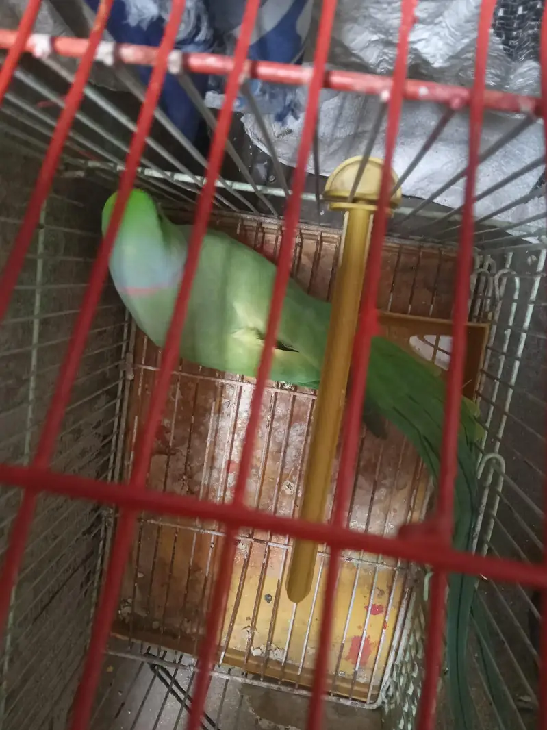 Indian Ringneck — photo 3
