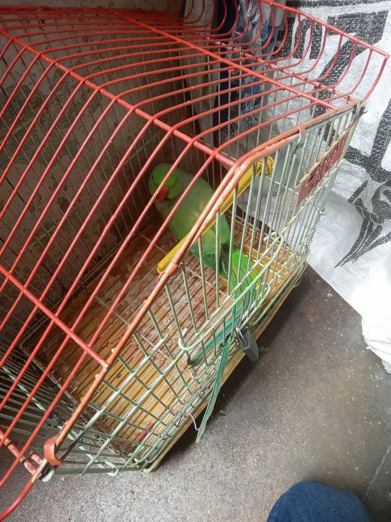 Indian Ringneck — photo 4
