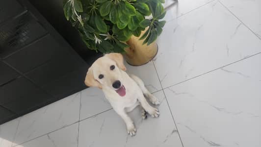 lab puppy