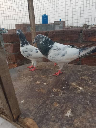 Breeder pair for sales han