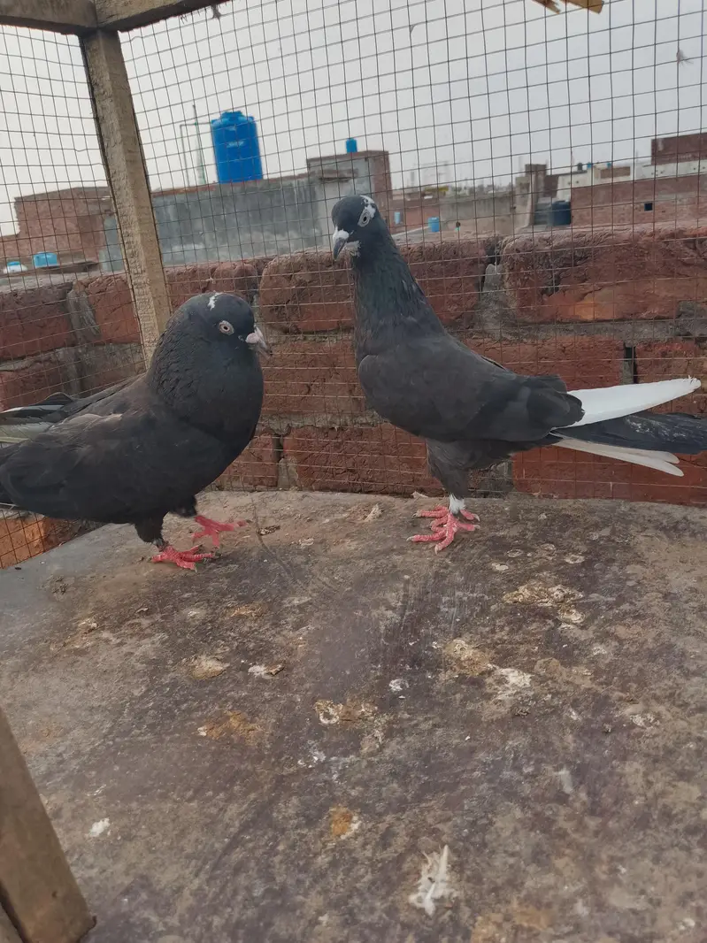 Breeder pair for sales han — photo 2