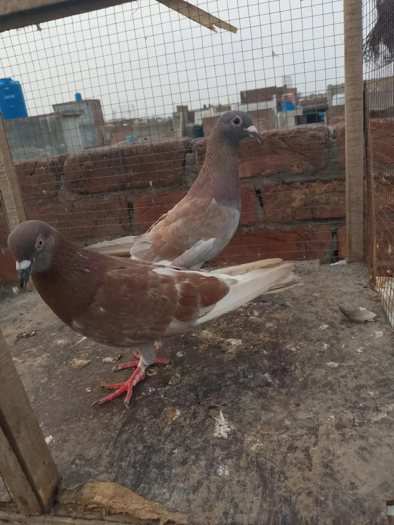 Breeder pair for sales han — photo 3