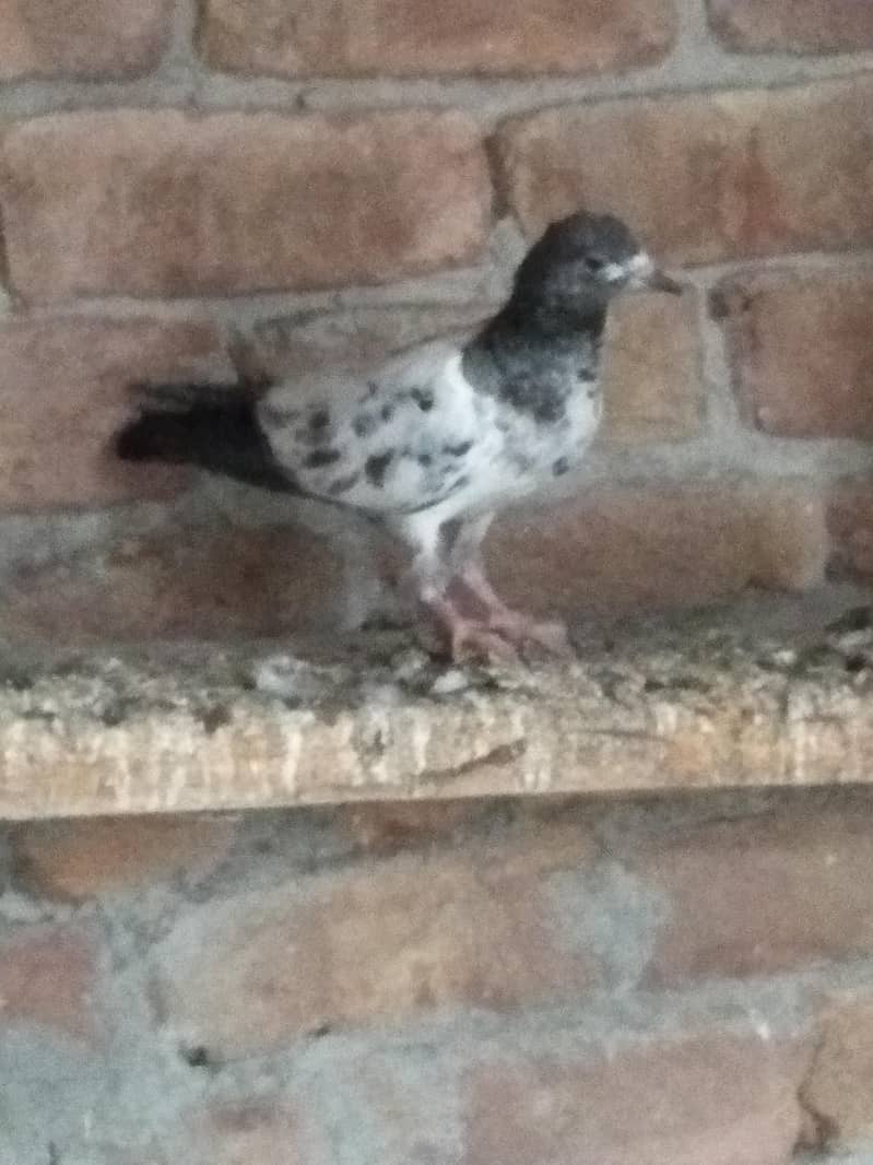 Patchy for sale 0