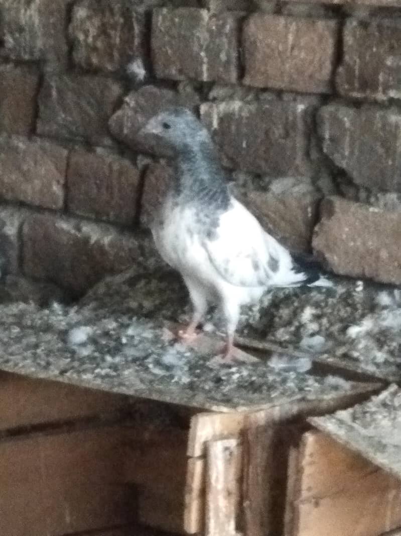 Patchy for sale 2