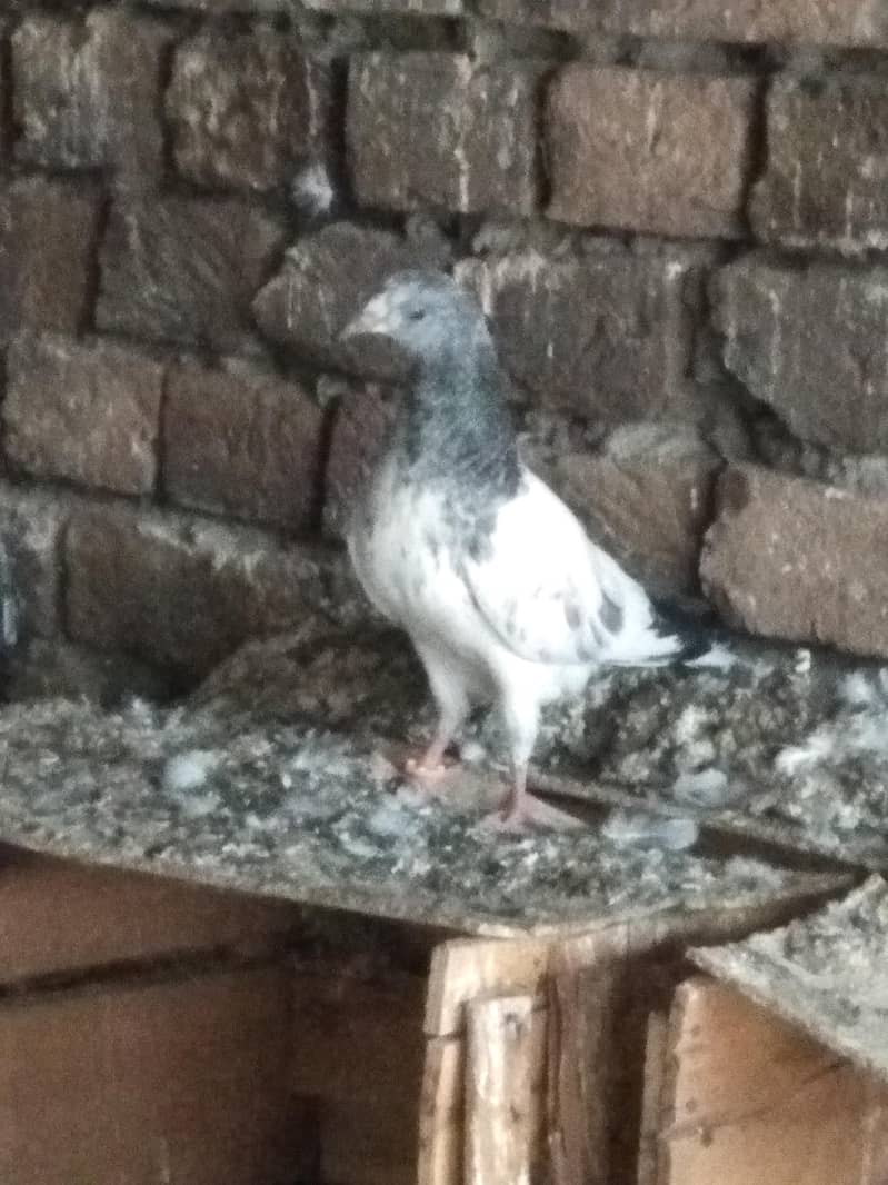 Patchy for sale 3
