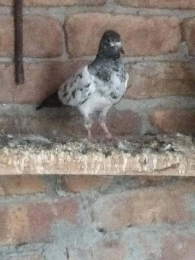 Patchy for sale 4