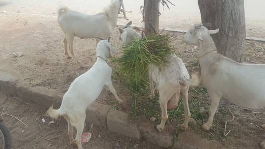 2 Pregnant Bakri + Breeder 2 Dant Bakra + Paat | Qurbani/Breeding