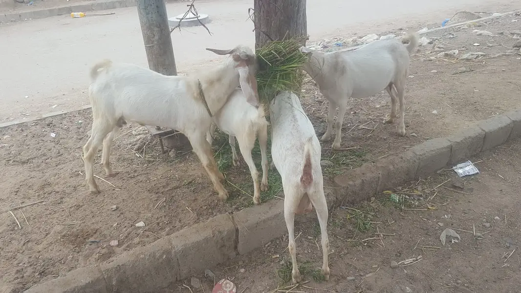 4  butyfull white bakriyan for sale 2 gaban hen 1 paat 1 bakra 2 dant — photo 2