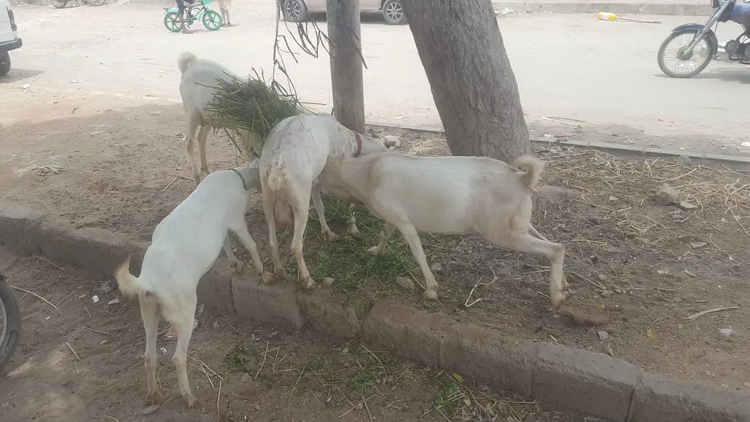 4  butyfull white bakriyan for sale 2 gaban hen 1 paat 1 bakra 2 dant — photo 3
