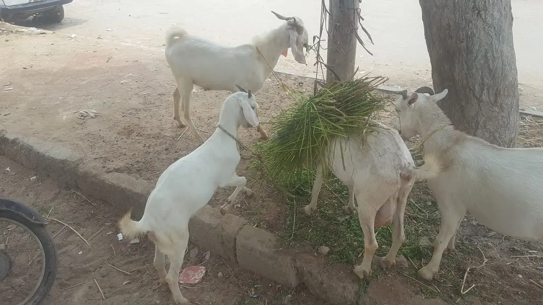 4  butyfull white bakriyan for sale 2 gaban hen 1 paat 1 bakra 2 dant — photo 4