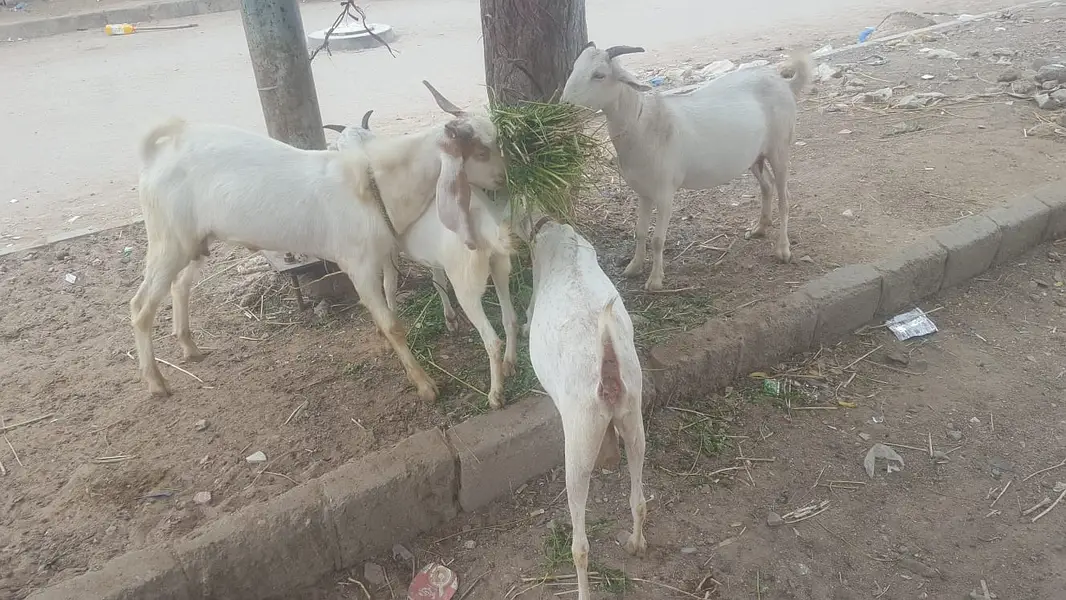 4  butyfull white bakriyan for sale 2 gaban hen 1 paat 1 bakra 2 dant — photo 5