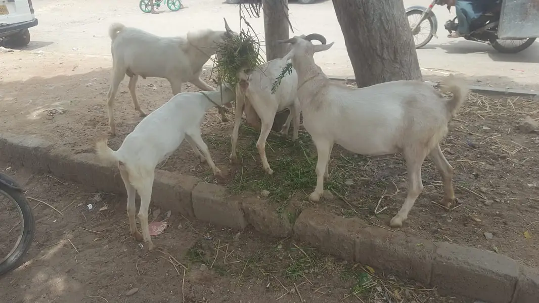 4  butyfull white bakriyan for sale 2 gaban hen 1 paat 1 bakra 2 dant — photo 6