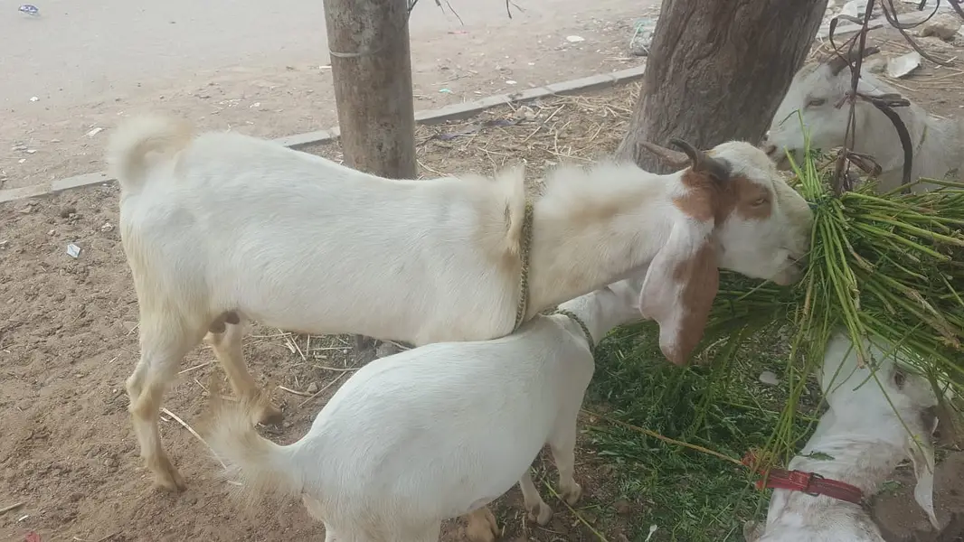 4  butyfull white bakriyan for sale 2 gaban hen 1 paat 1 bakra 2 dant — photo 7