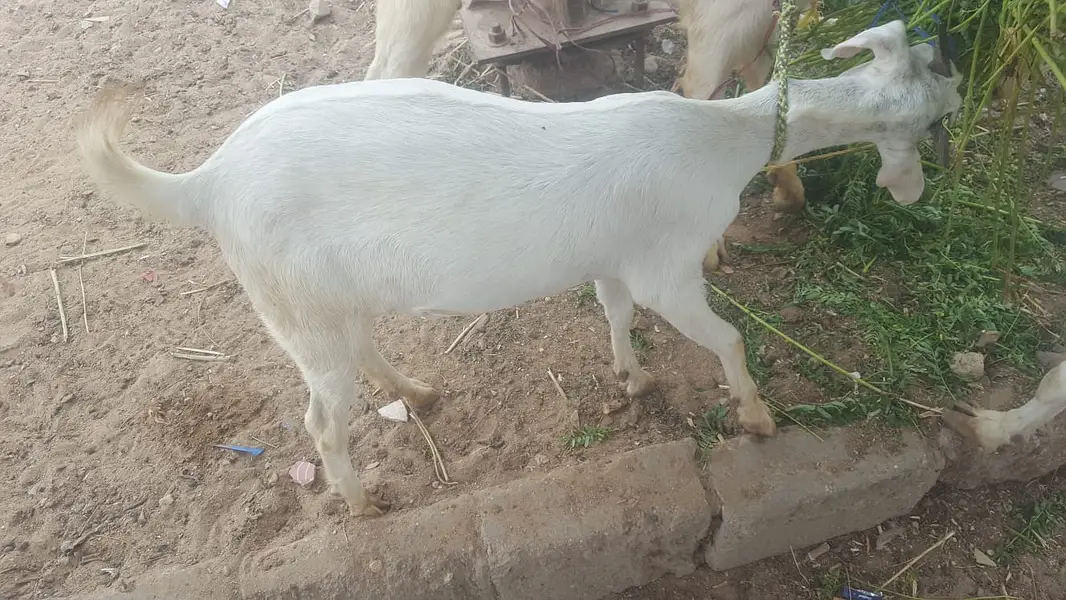 4  butyfull white bakriyan for sale 2 gaban hen 1 paat 1 bakra 2 dant — photo 8