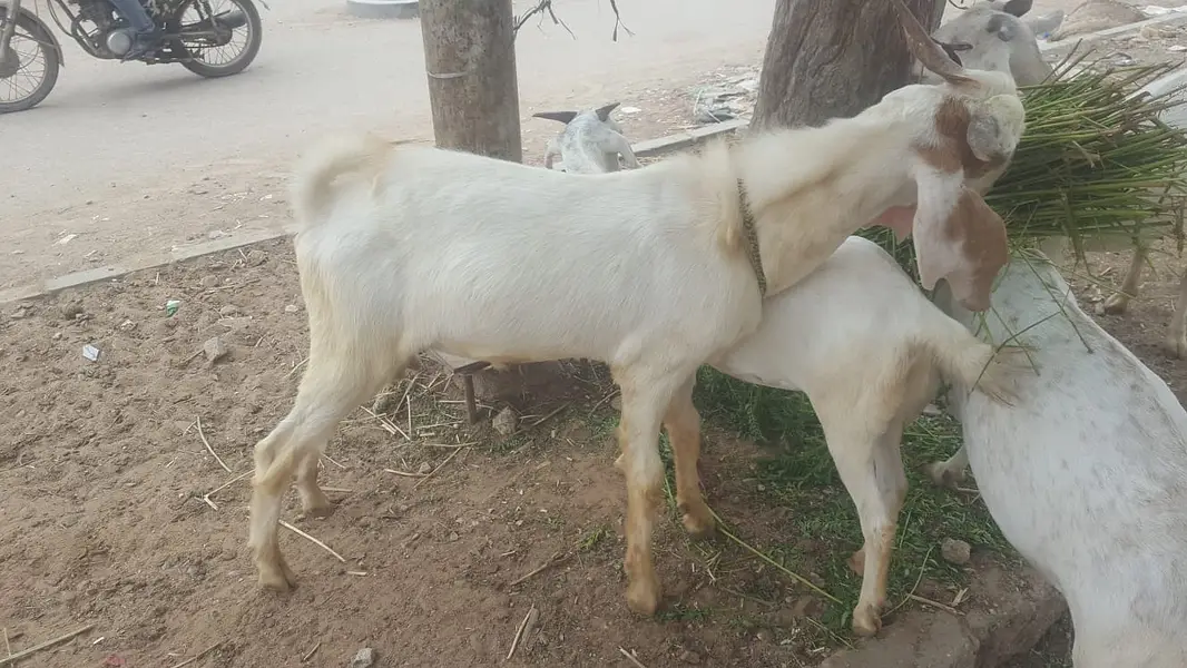 4  butyfull white bakriyan for sale 2 gaban hen 1 paat 1 bakra 2 dant — photo 9