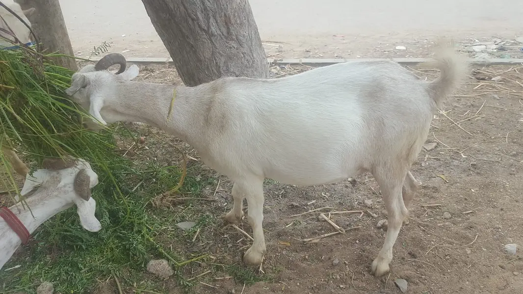 4  butyfull white bakriyan for sale 2 gaban hen 1 paat 1 bakra 2 dant — photo 10