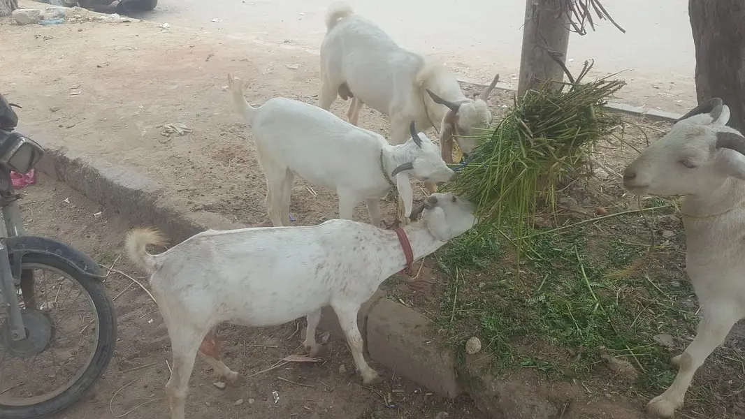 4  butyfull white bakriyan for sale 2 gaban hen 1 paat 1 bakra 2 dant — photo 11