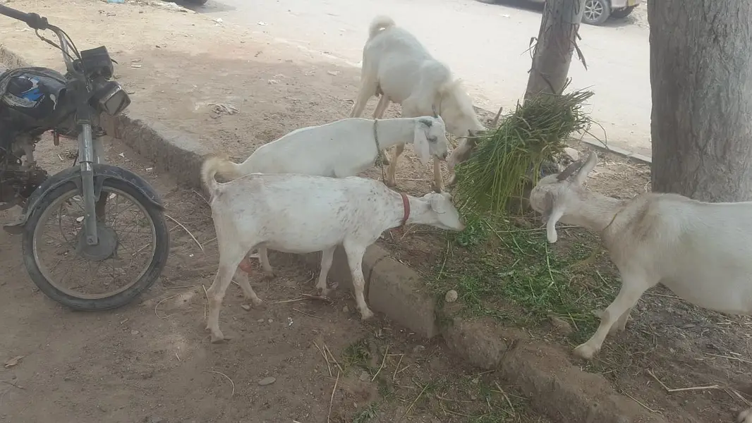 4  butyfull white bakriyan for sale 2 gaban hen 1 paat 1 bakra 2 dant — photo 12