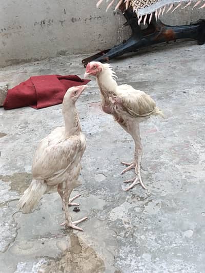 pair of white aseel