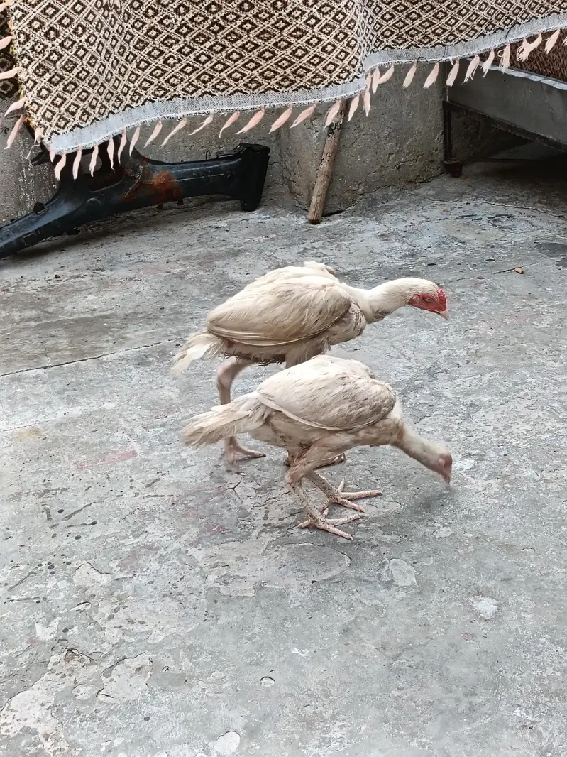 pair of white aseel — photo 2