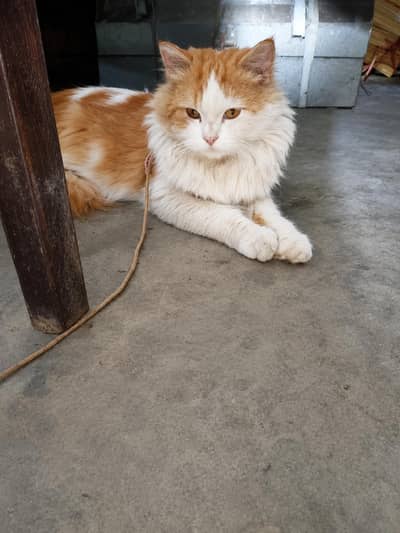 male cat Russian cat ha  paso ki zarorat ha
