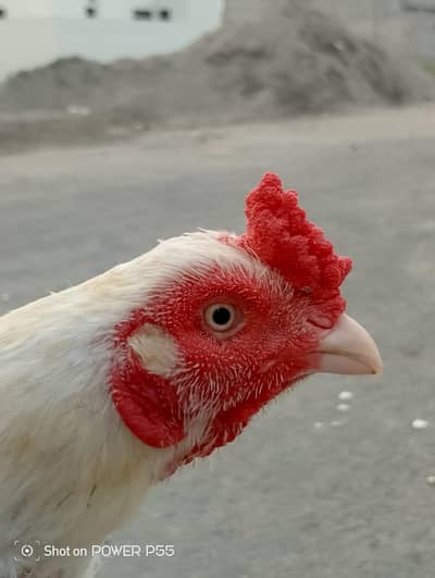 Aseel Pair for Sale