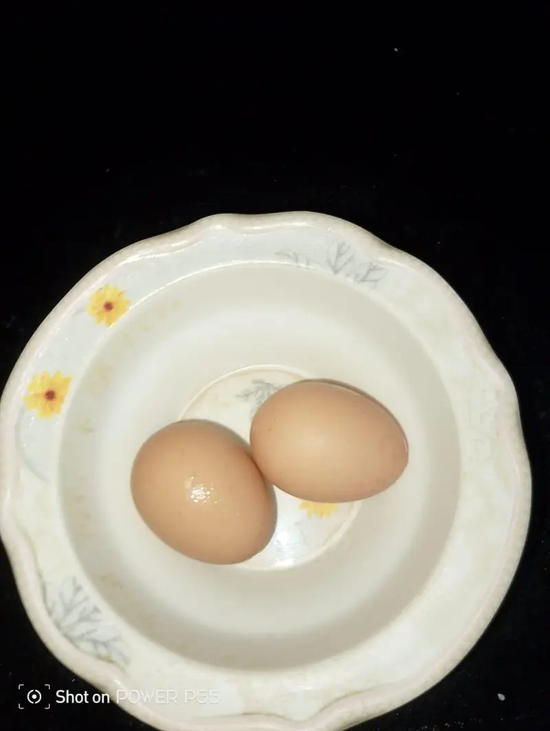 Aseel Pair for Sale — photo 6