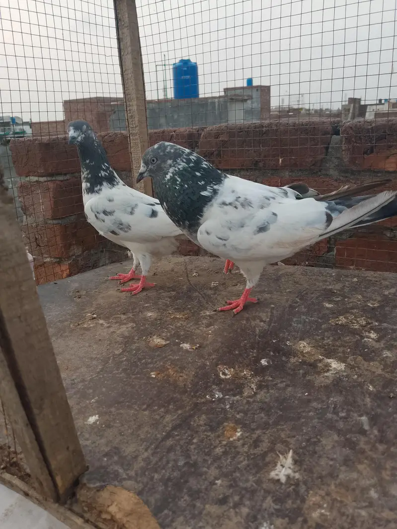 Breeder pair for sale — photo 2