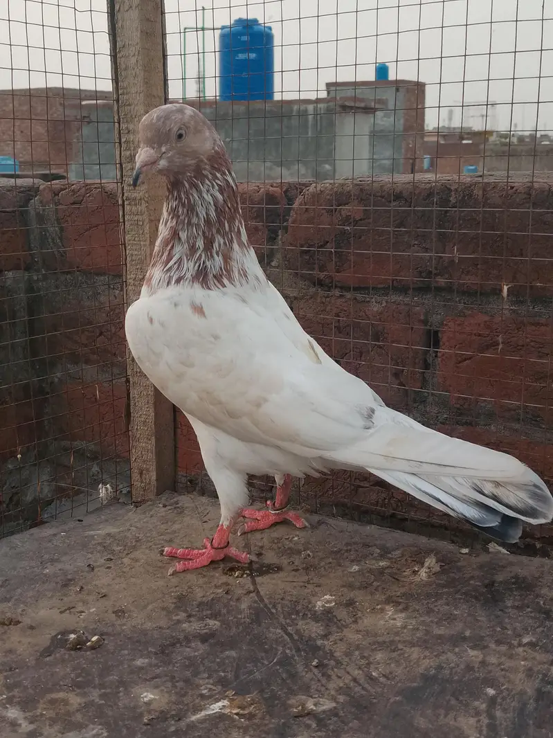 Breeder pair for sale — photo 4