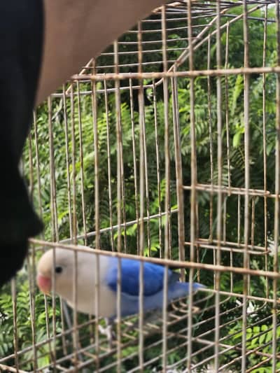 blue opline#love bird
