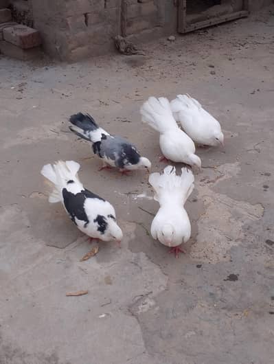 pigeons