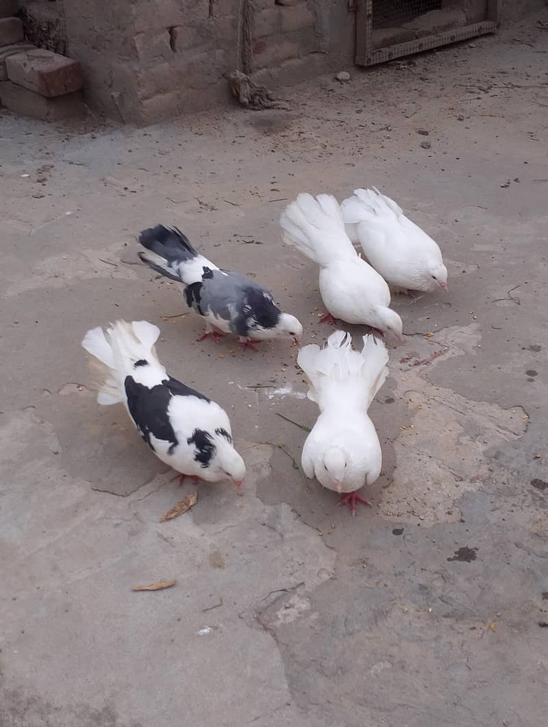pigeons 0