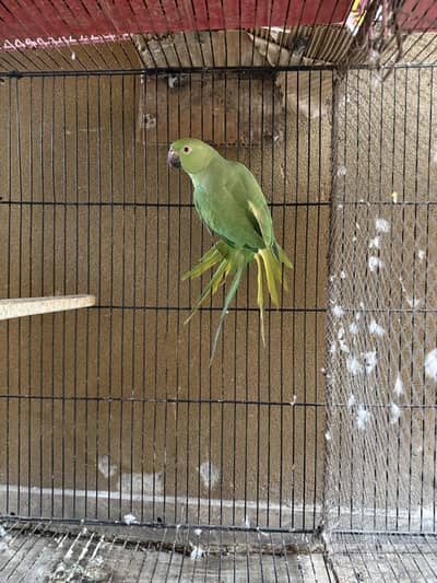 Ringneck active breeder female