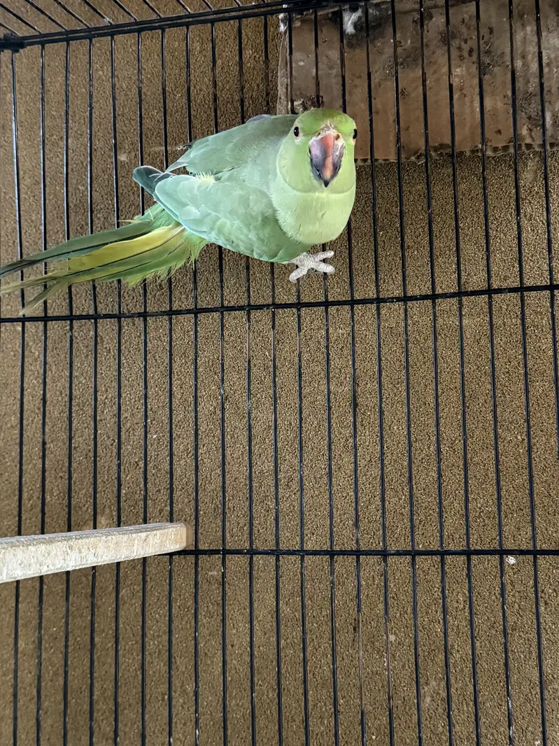 Ringneck active breeder female — photo 2