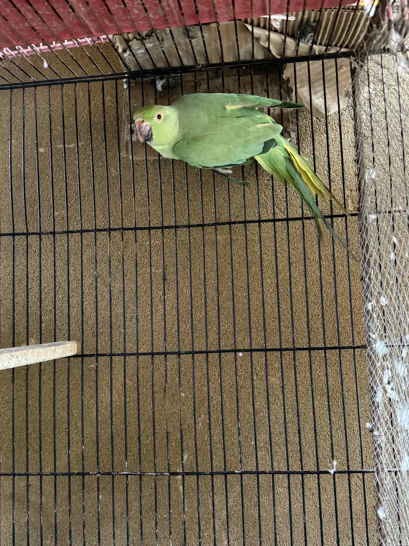 Ringneck active breeder female — photo 3