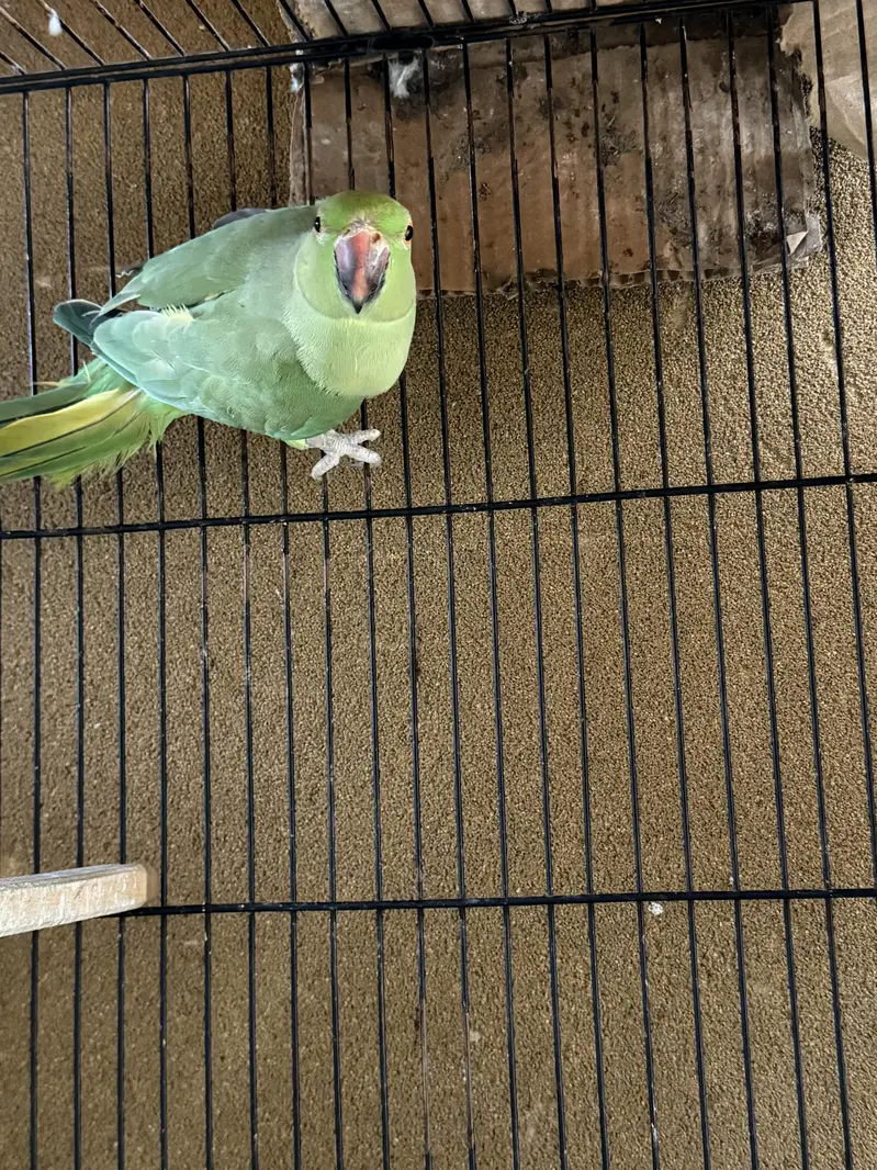 Ringneck active breeder female — photo 4