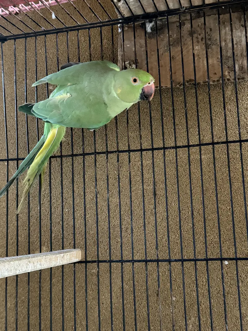 Ringneck active breeder female — photo 6
