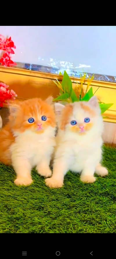 pure Persian cats vaccinated and healthy active WhatsApp/0344/6895398/
