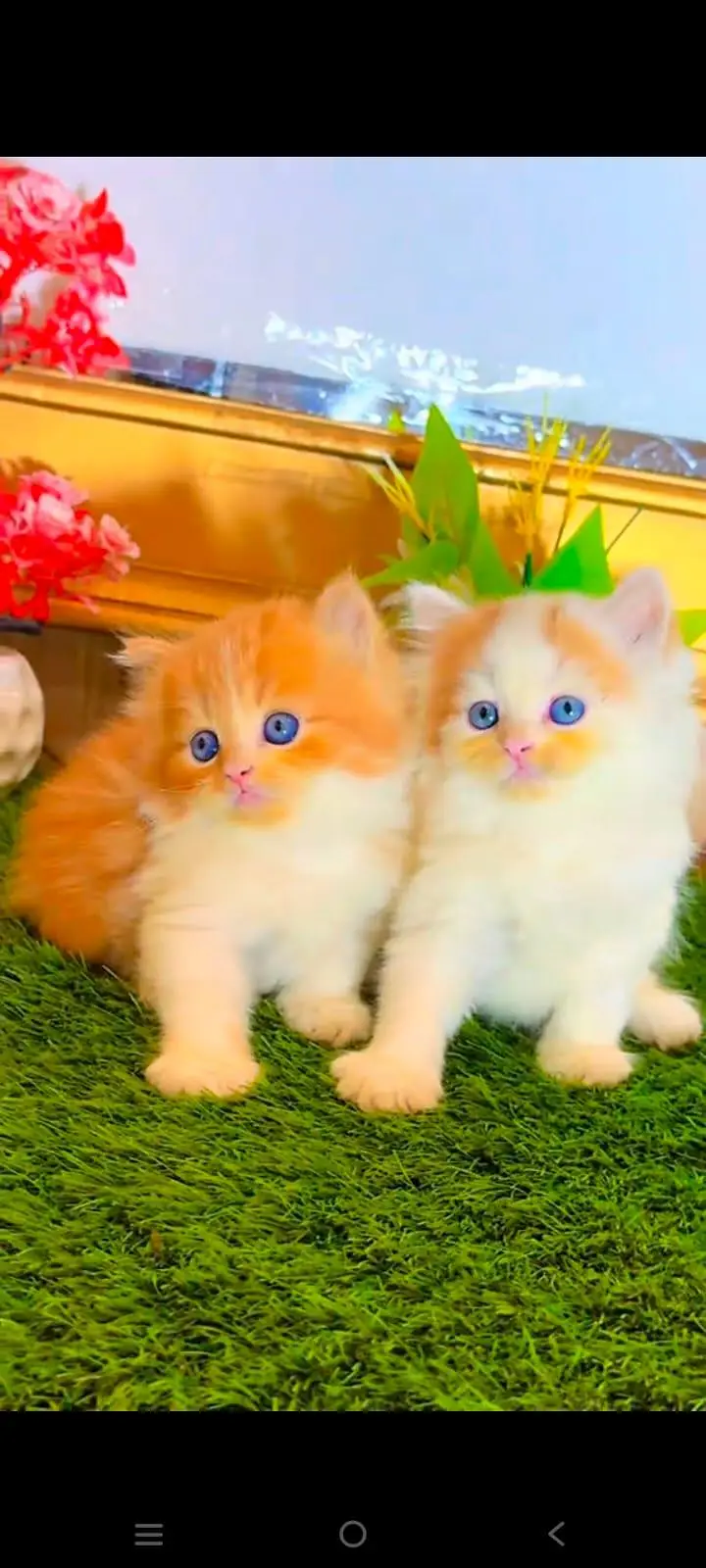 pure Persian cats vaccinated and healthy active WhatsApp/0344/6895398/ — photo 2