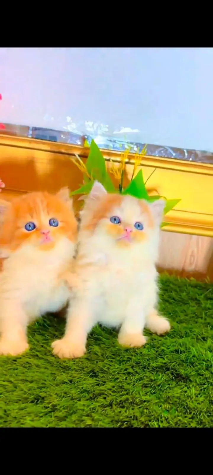 pure Persian cats vaccinated and healthy active WhatsApp/0344/6895398/ — photo 3