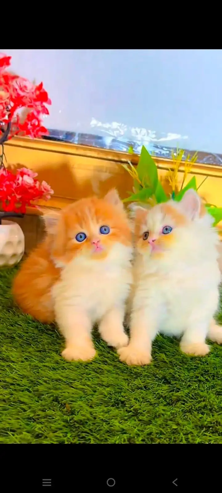 pure Persian cats vaccinated and healthy active WhatsApp/0344/6895398/ — photo 4