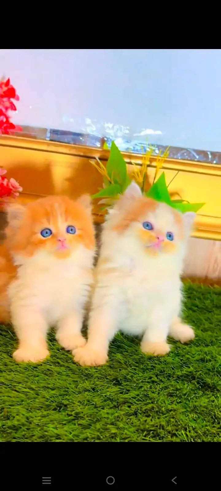 pure Persian cats vaccinated and healthy active WhatsApp/0344/6895398/ — photo 5