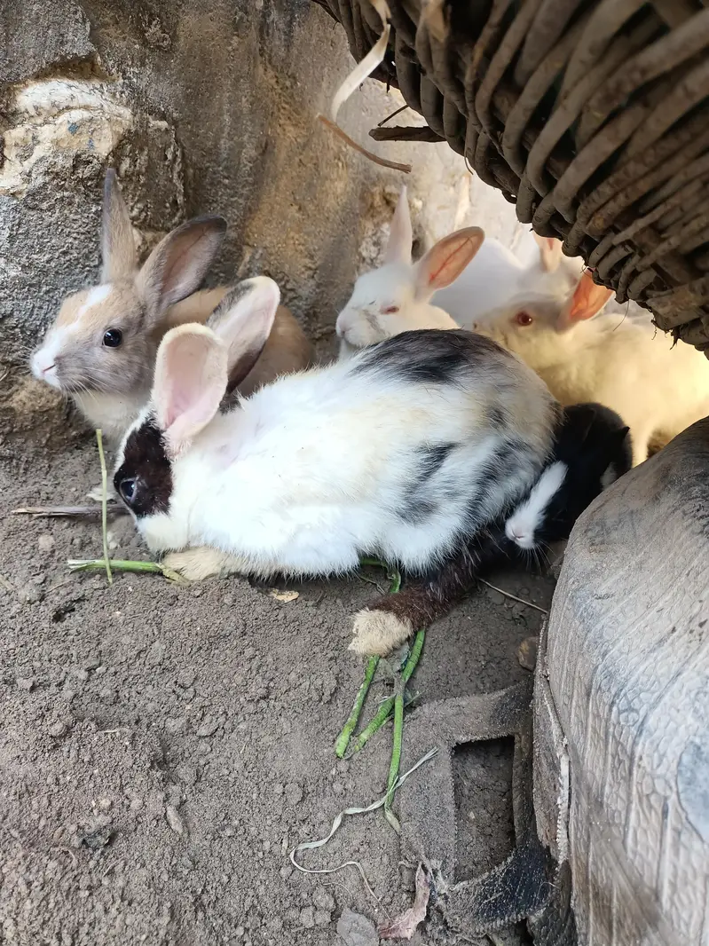 Rabbits available 03453900858 Whatsapp — photo 3