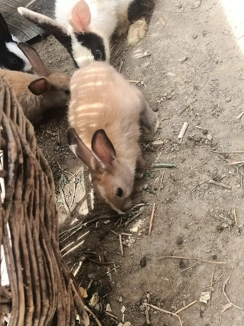 Rabbits available 03453900858 Whatsapp — photo 4