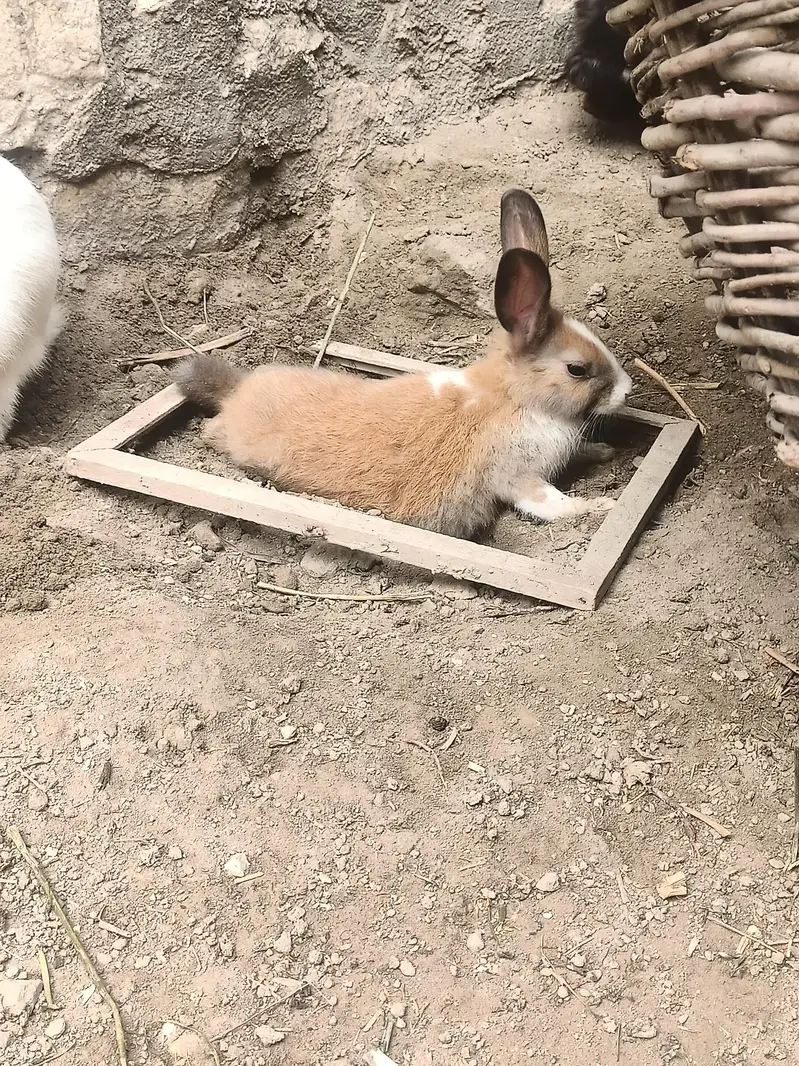 Rabbits available 03453900858 Whatsapp — photo 5