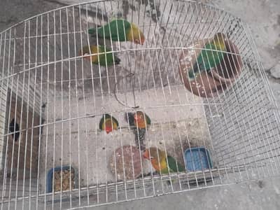 parrrots