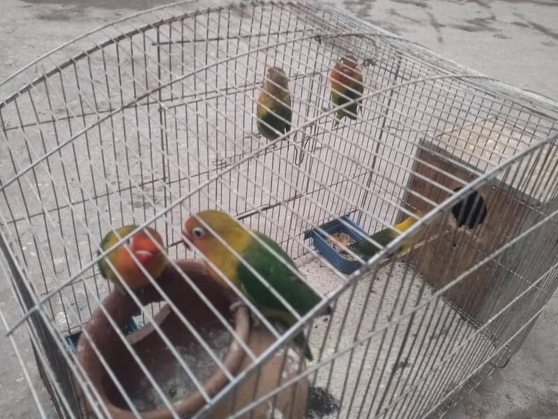 parrrots 1