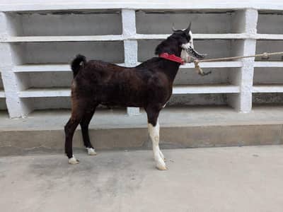 bakra