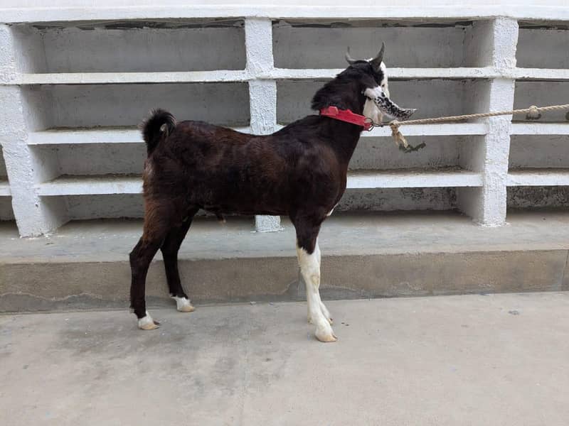 bakra 0