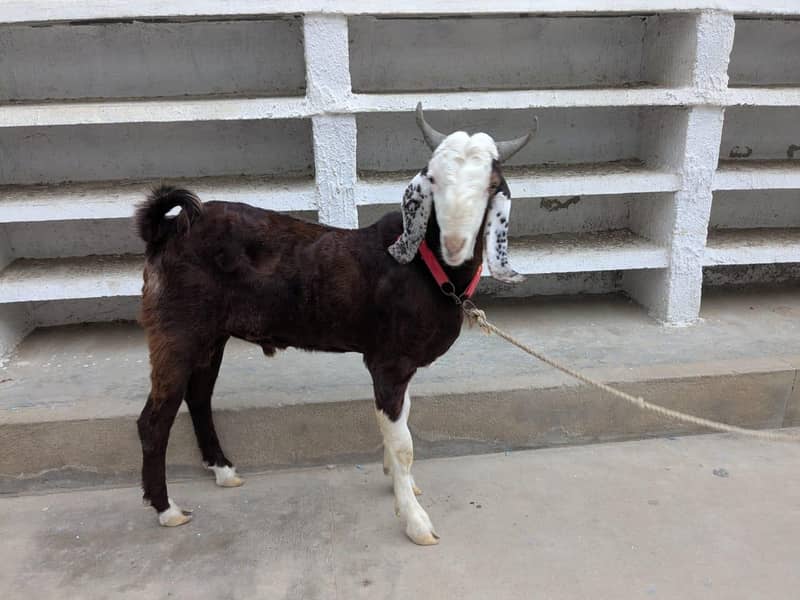 bakra 1